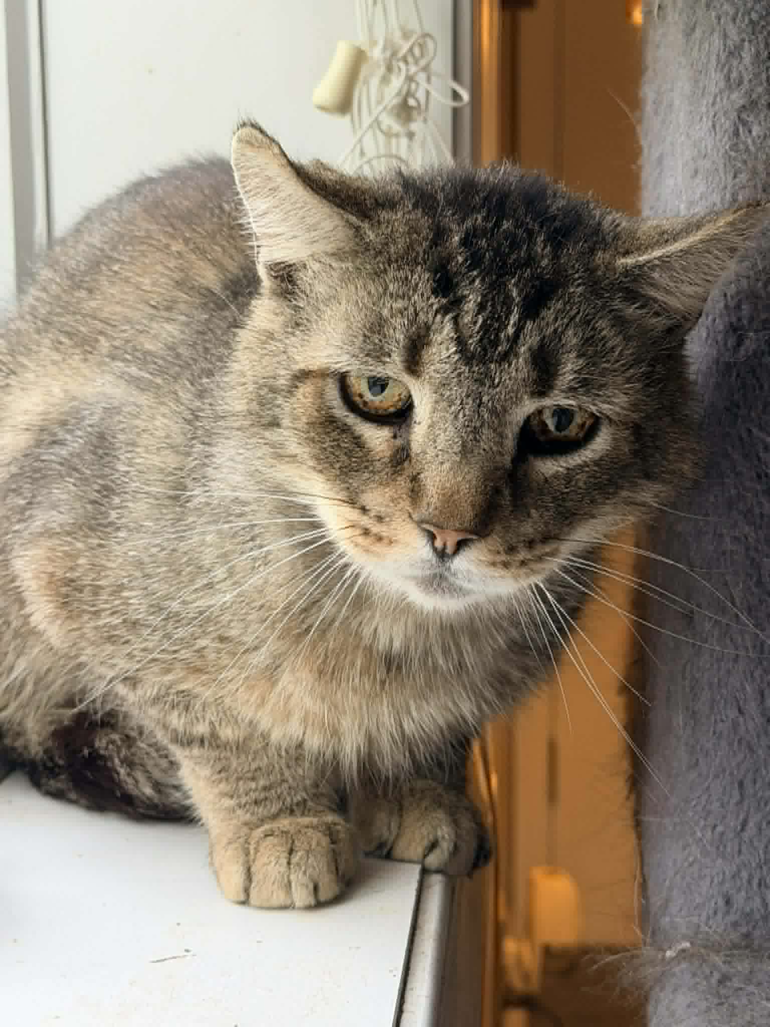 Fluffy Bob - Domestic Short Hair