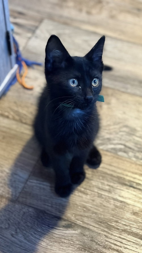 Peat, Baby Domestic Short Hair (short coat), cat for adoption in Perth Amboy, New Jersey