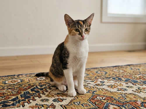 Princessa Petal, Baby Domestic Short Hair (short coat), cat for adoption in Linden, New Jersey