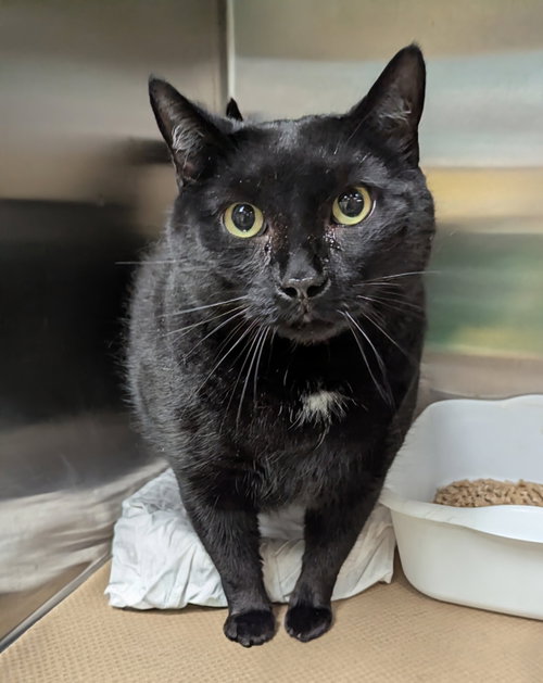 Lex Luger, an adoptable Domestic Short Hair in Trenton, NJ
