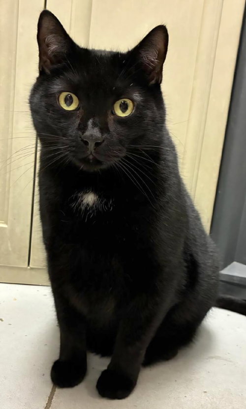 Lex Luger, Adult Domestic Short Hair (medium coat), cat for adoption in Perth Amboy, New Jersey