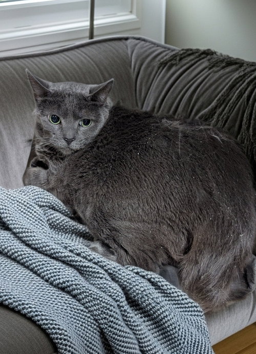Wednesday, an adoptable Domestic Short Hair in Trenton, NJ