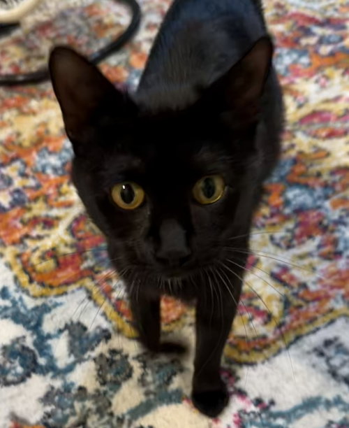 Roxie Hart, Adult Domestic Short Hair (short coat), cat for adoption in Perth Amboy, New Jersey