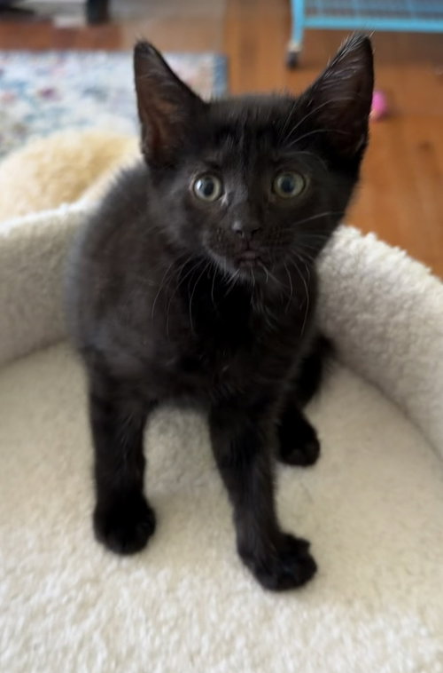 Insurance Fraud, Baby Domestic Short Hair (short coat), cat for adoption in Perth Amboy, New Jersey