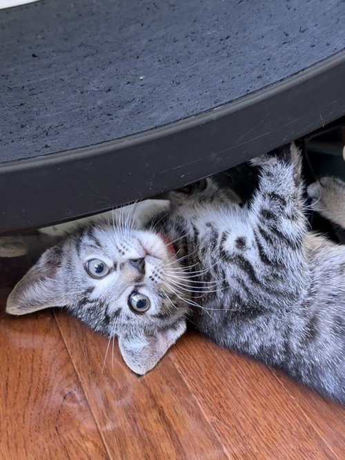 Money Laundering, an adoptable Domestic Short Hair in Trenton, NJ