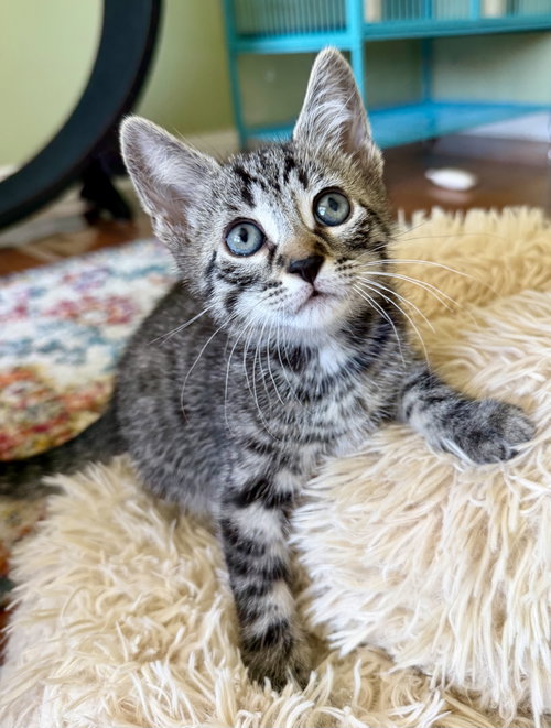 Embezzlement, Baby Domestic Short Hair (short coat), cat for adoption in Perth Amboy, New Jersey
