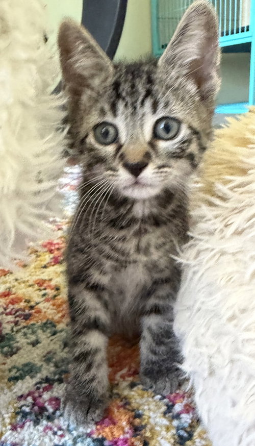 Embezzlement, Baby Domestic Short Hair (short coat), cat for adoption in Plainfield, New Jersey