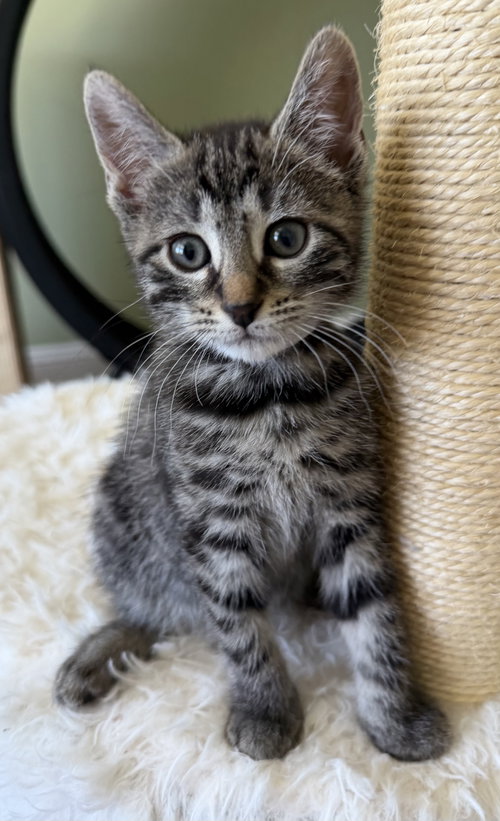 Tax Evasion, Baby Domestic Short Hair (short coat), cat for adoption in Perth Amboy, New Jersey