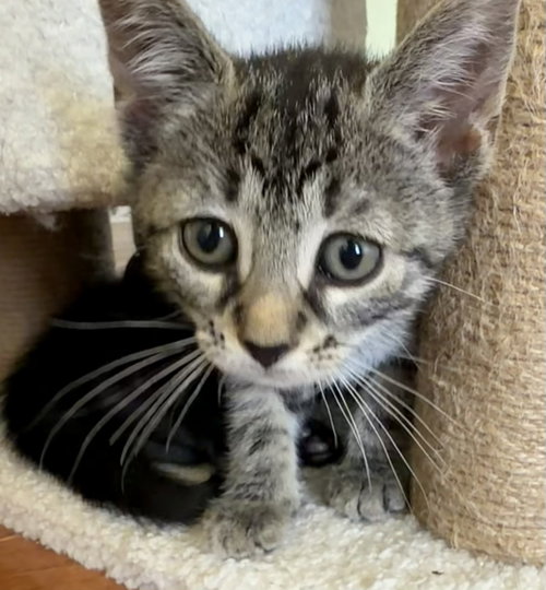 Identity Theft, Baby Domestic Short Hair (short coat), cat for adoption in Perth Amboy, New Jersey