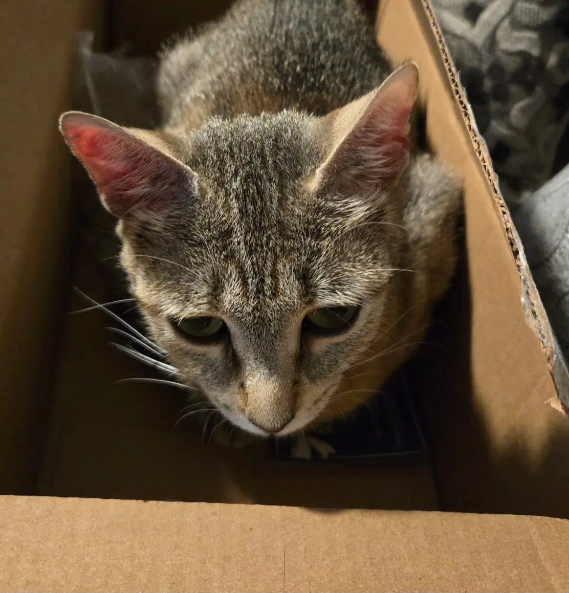 Nala-Joy - Domestic Short Hair