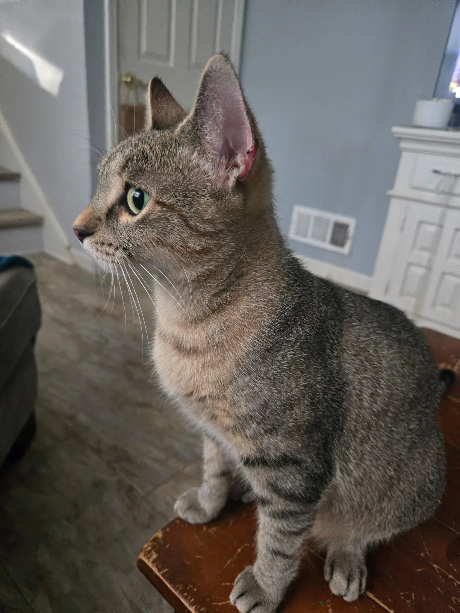 Nala-Joy image 2