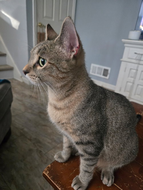 Nala-Joy