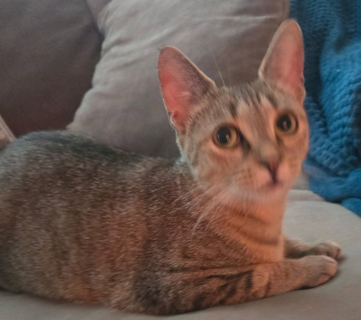 Nala-Joy, photo 3
