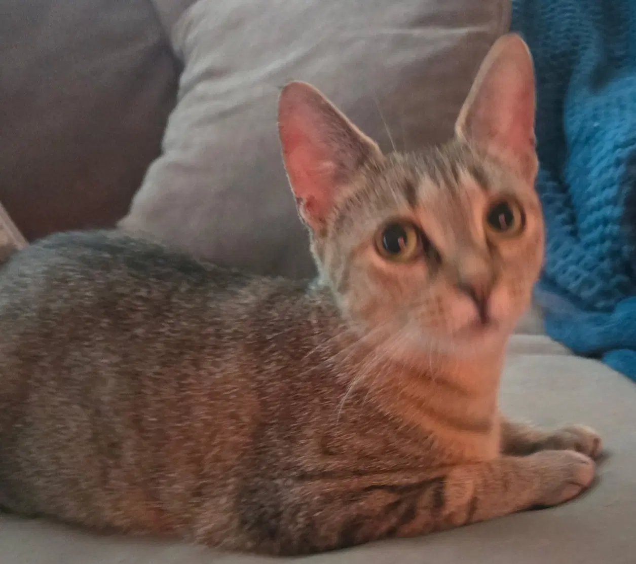 Nala-Joy image 4