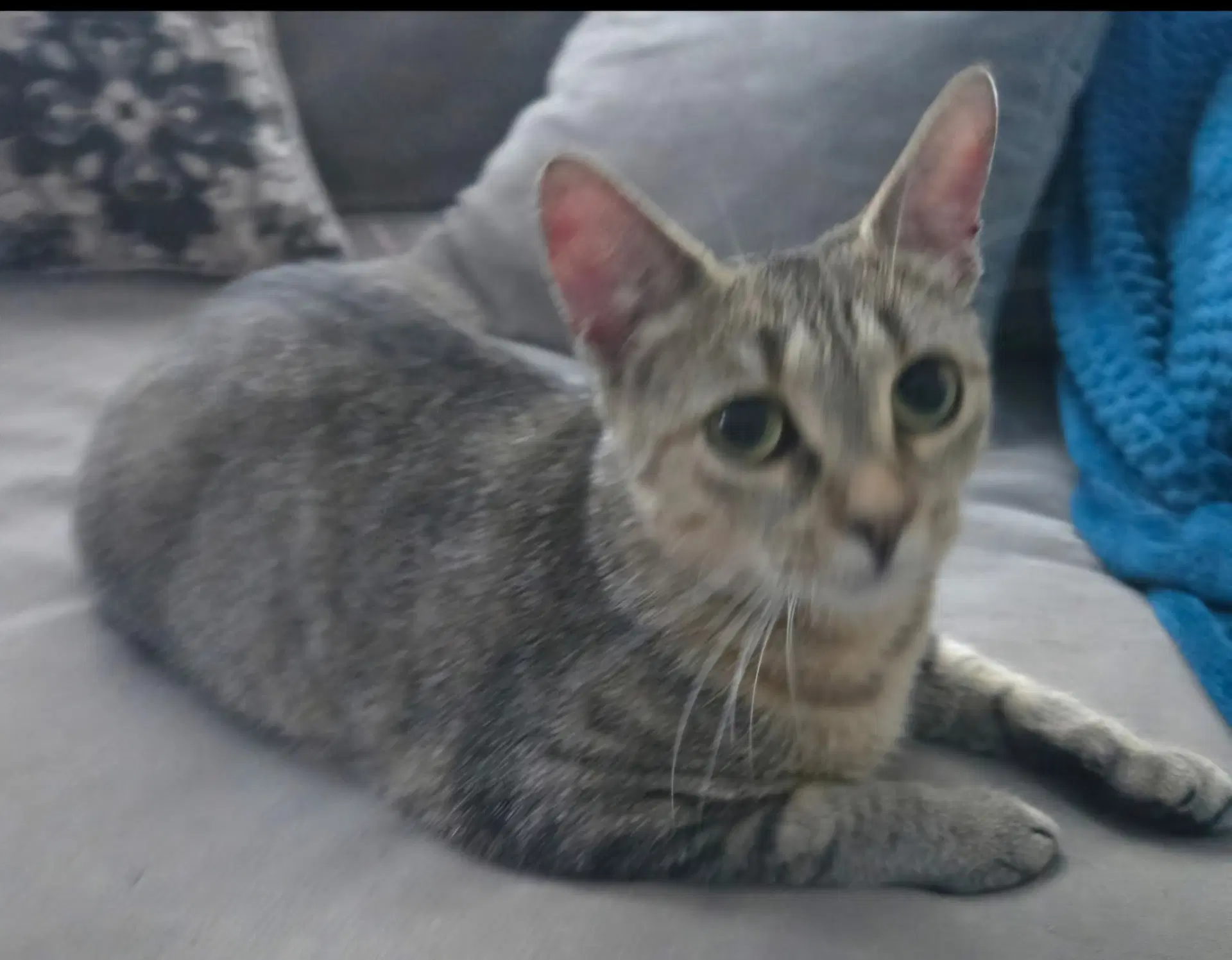 Nala-Joy image 3