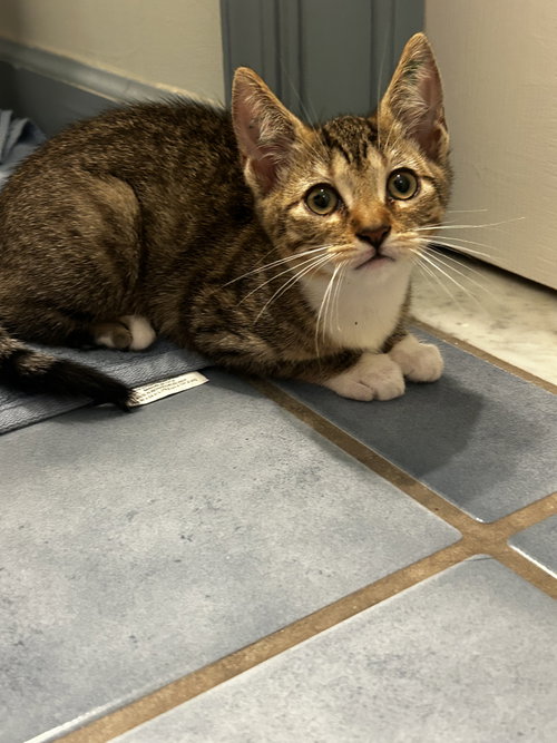 Sandy Sea, an adoptable Domestic Short Hair in Trenton, NJ
