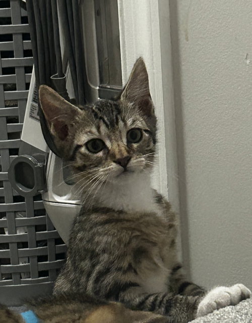 Sandy Sea, Baby Domestic Short Hair (short coat), cat for adoption in New Brunswick, New Jersey