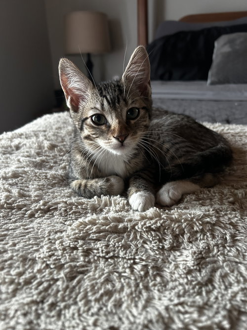 Sandy Sea, Baby Domestic Short Hair (short coat), cat for adoption in Elizabeth, New Jersey