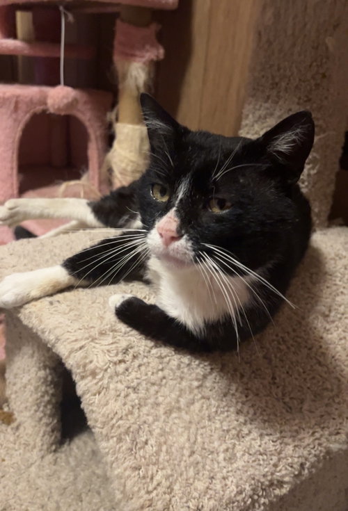 Denver Barkey, an adoptable Domestic Short Hair in Trenton, NJ