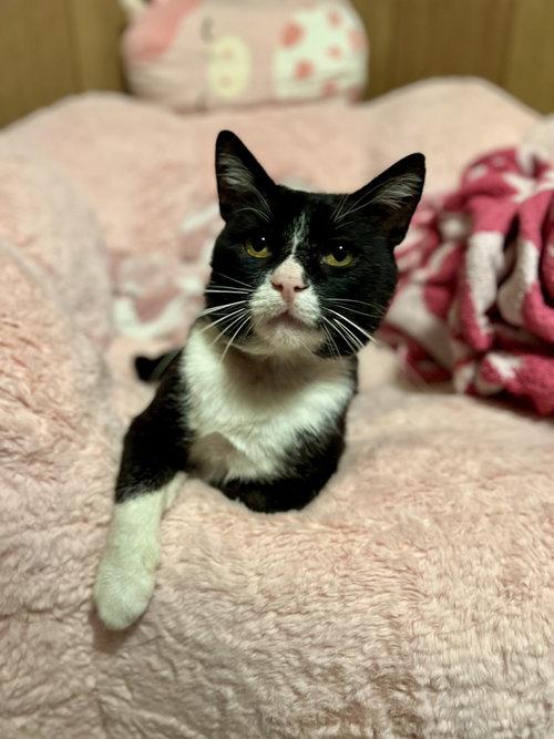 Denver Barkey, Adult Domestic Short Hair (short coat), cat for adoption in Perth Amboy, New Jersey