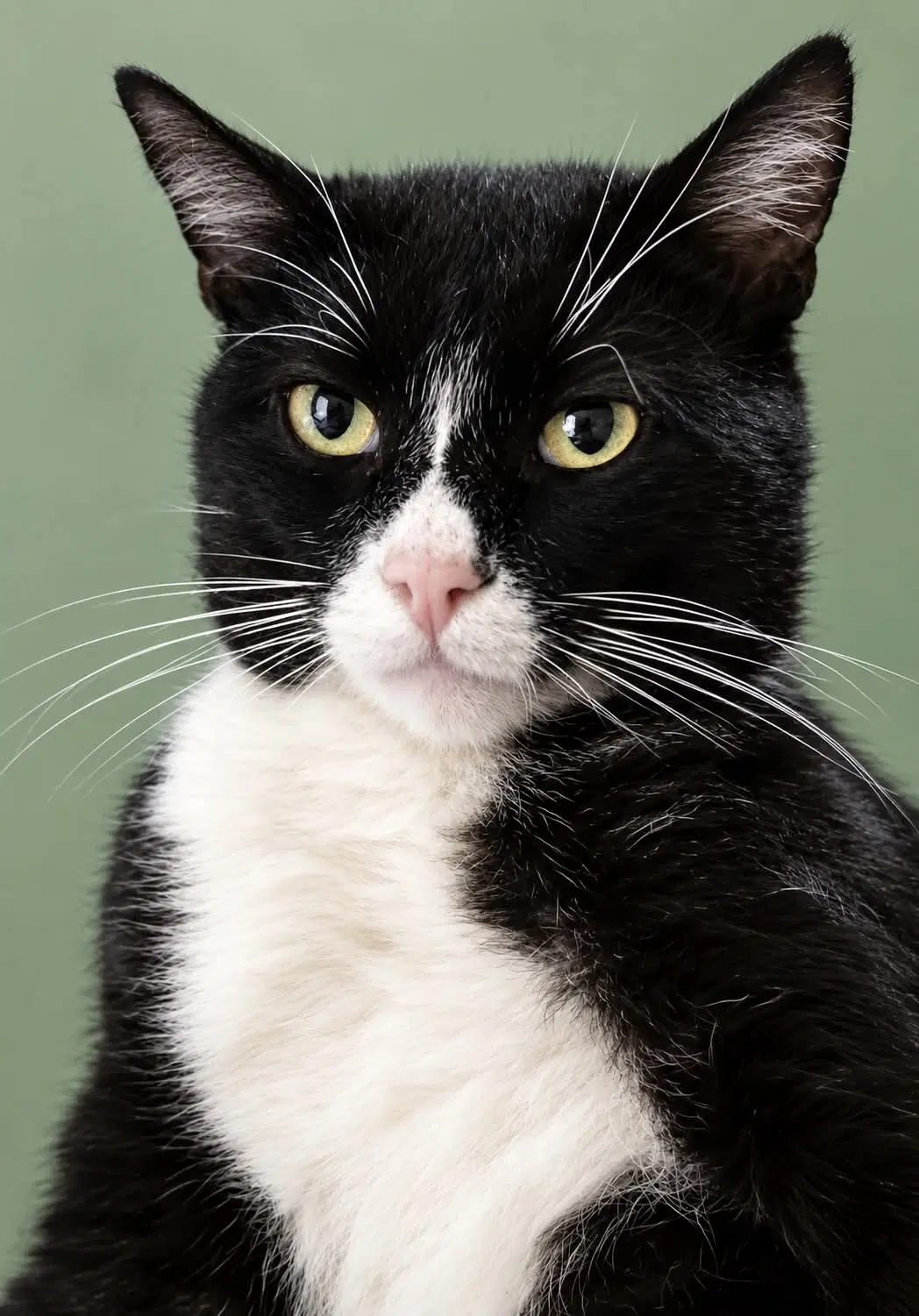 Denver Barkey - Domestic Short Hair
