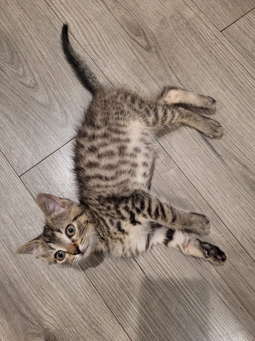 Workout, Baby Domestic Short Hair (short coat), cat for adoption in New Brunswick, New Jersey