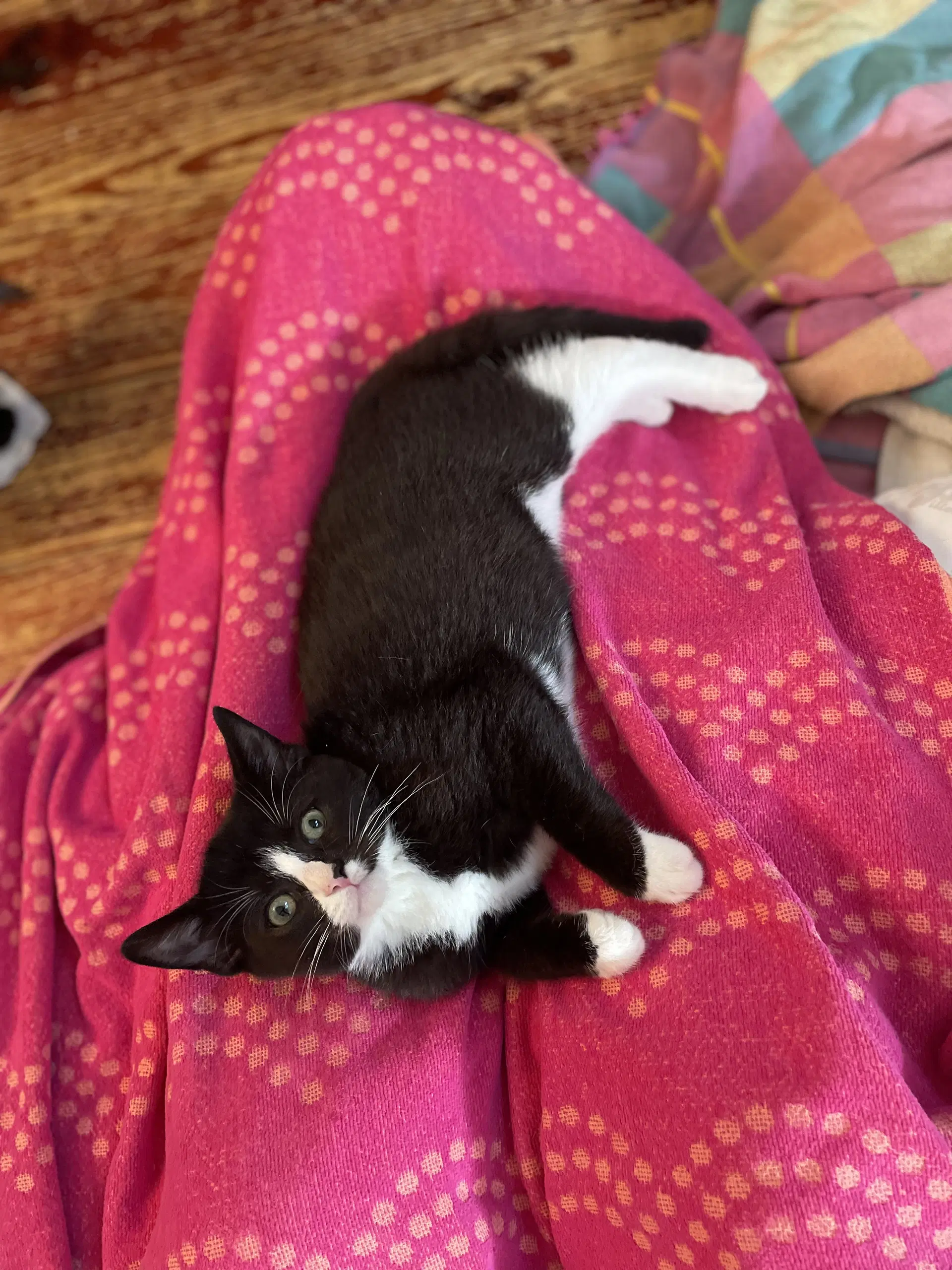 New Crash - Domestic Short Hair