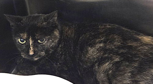 Peach Cobbler, an adoptable Domestic Short Hair in Trenton, NJ
