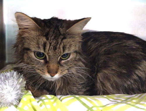 April Showers (TAS #17), an adoptable Domestic Medium Hair in Trenton, NJ