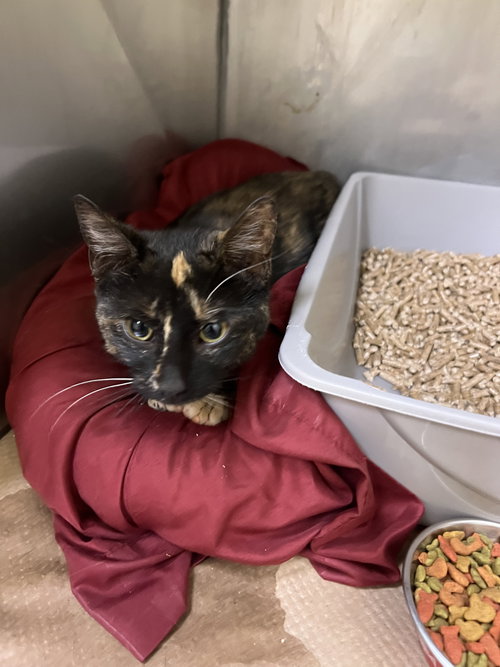 North (TAS #19), an adoptable Domestic Short Hair in Trenton, NJ