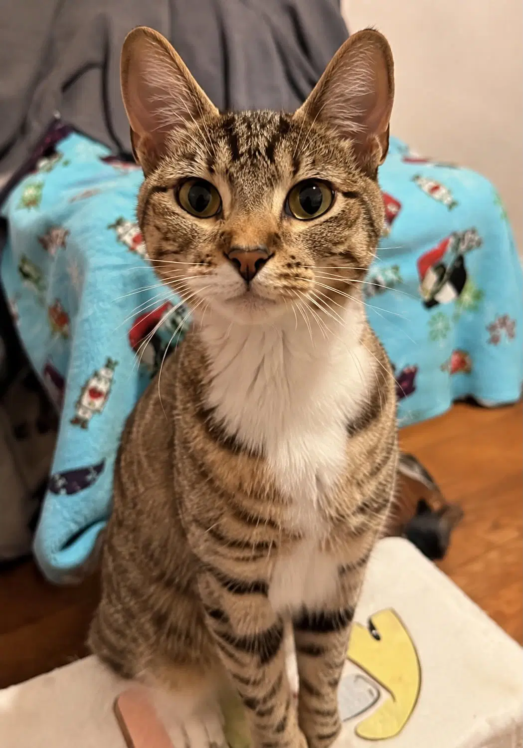 Sunnyside Up - Domestic Short Hair