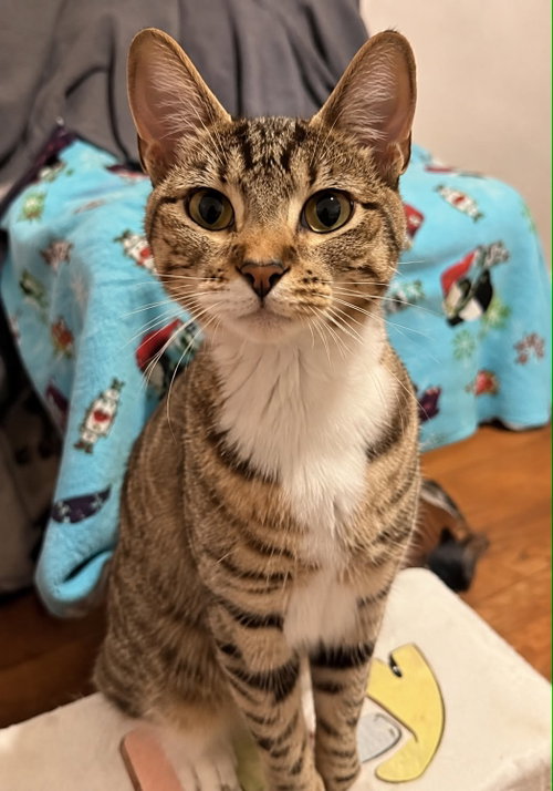 Sunnyside up, a cat for adoption from Trenton Cats Rescue