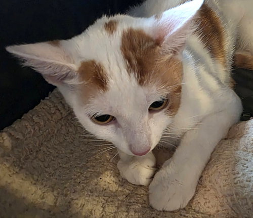 Cheeto Supreme, Young Domestic Short Hair (short coat), cat for adoption in New Brunswick, New Jersey