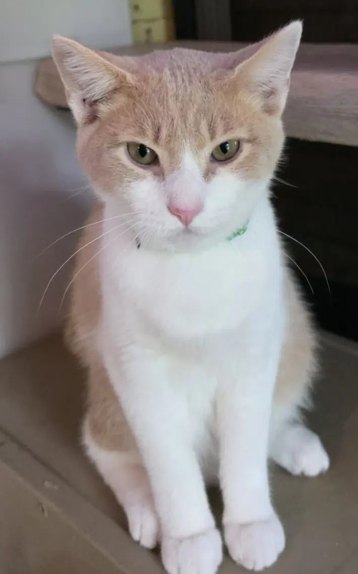 Dorito Locos - Domestic Short Hair
