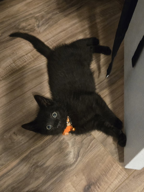 Deebo