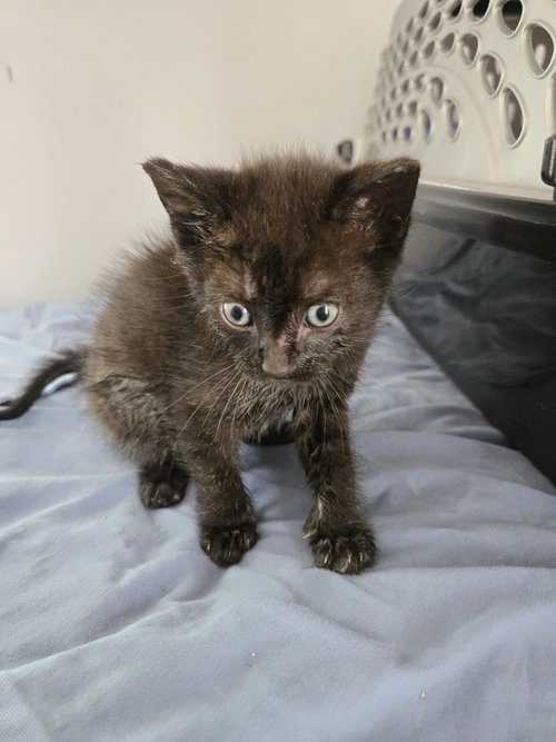 Smokey Rosa, Baby Domestic Short Hair (short coat), cat for adoption in Bethlehem, Pennsylvania