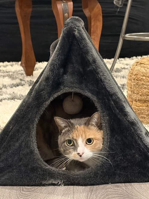 Ziva, Adult Domestic Short Hair (short coat), cat for adoption in New Brunswick, New Jersey