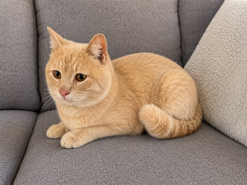 Raynes, an adoptable Domestic Short Hair in Trenton, NJ