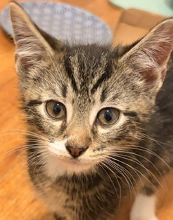 Over Easy, an adoptable Domestic Short Hair in Trenton, NJ