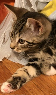 Scrambled, an adoptable Domestic Short Hair in Trenton, NJ