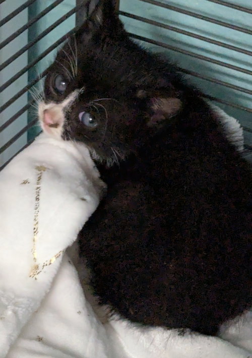 BigBoi