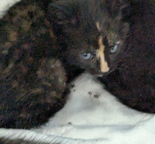 PeaNut