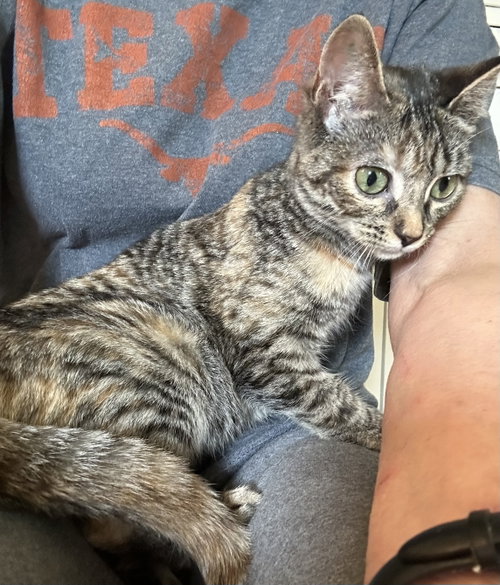 Kirana, Baby Domestic Short Hair (short coat), cat for adoption in New Brunswick, New Jersey