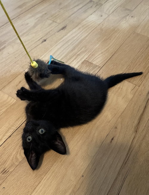 Hujan, Baby Domestic Short Hair (short coat), cat for adoption in New Brunswick, New Jersey