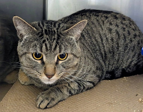 Jason (TAS #5), Adult Domestic Short Hair (short coat), cat for adoption in New Brunswick, New Jersey