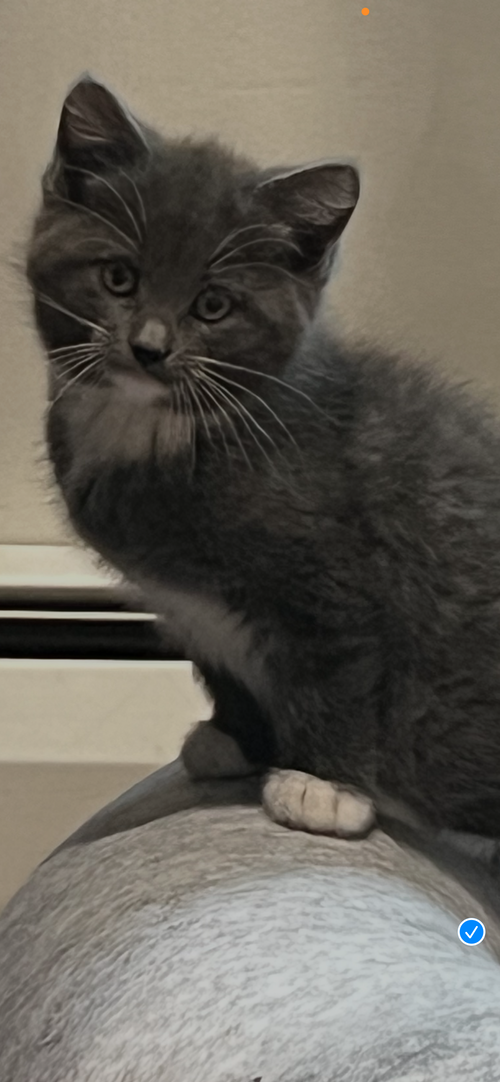 Mollie, an adoptable Domestic Short Hair in Trenton, NJ