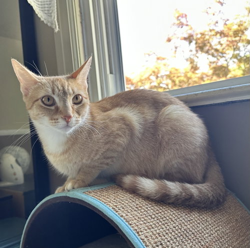 Strawberry S., Young Domestic Short Hair (short coat), cat for adoption in Perth Amboy, New Jersey