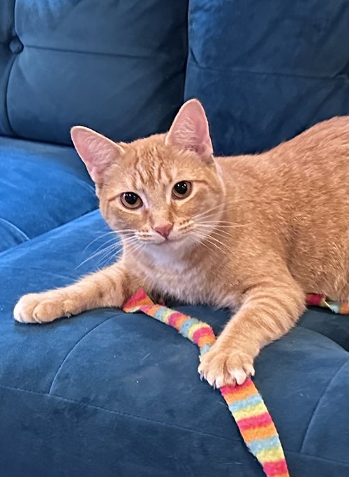 Strawberry S., a cat for adoption from Trenton Cats Rescue