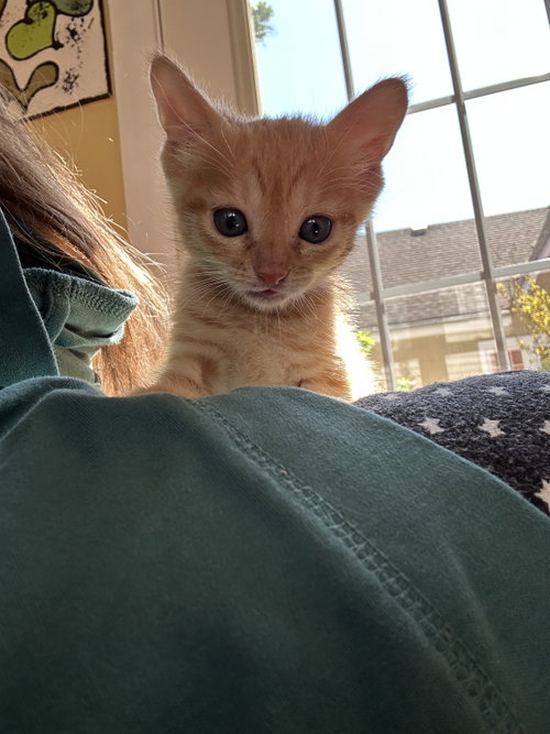 Shortcake S. photo 9