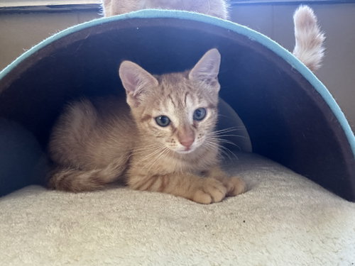 Shortcake S., Baby Domestic Short Hair (short coat), cat for adoption in Perth Amboy, New Jersey